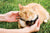 Unterirdisches Rückhaltesystem mit Draht für Katzen In-Ground Cat Fence™ Deluxe