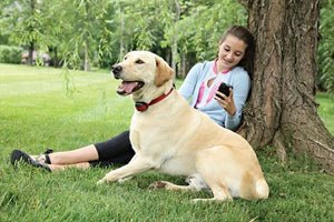 Add-A-Dog® zusätzliches Empfängerhalsband für drahtloses Rückhaltesystem STAY & PLAY® Wireless Fence für widerspenstige Hunde
